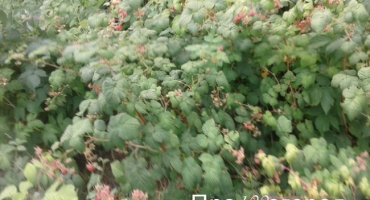 Jak zacházet s malinami - jaké nemoci ohrožují bobule